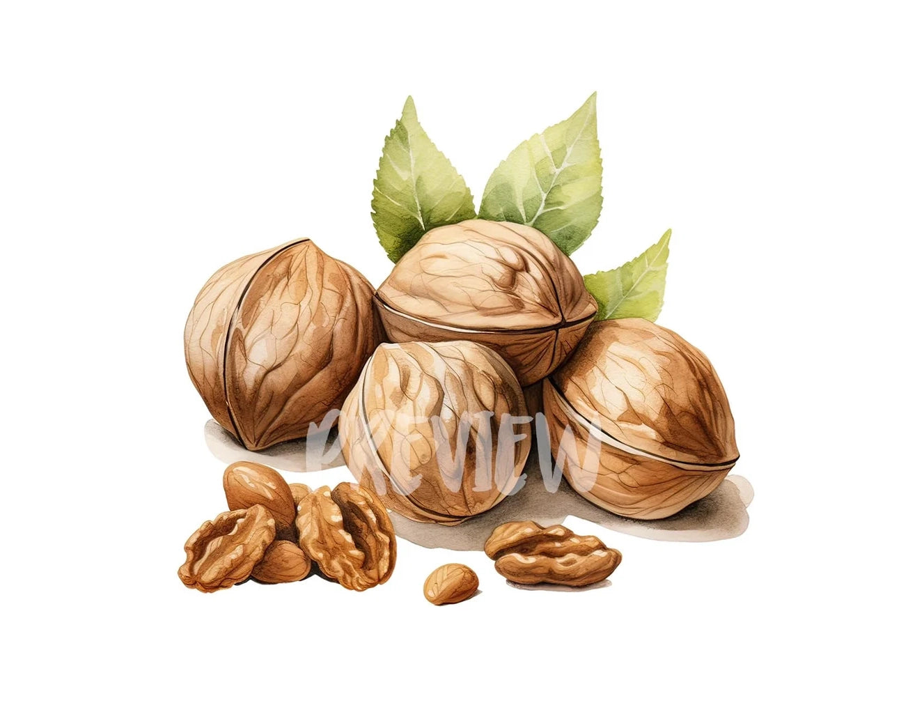 Watercolor Walnut Clipart