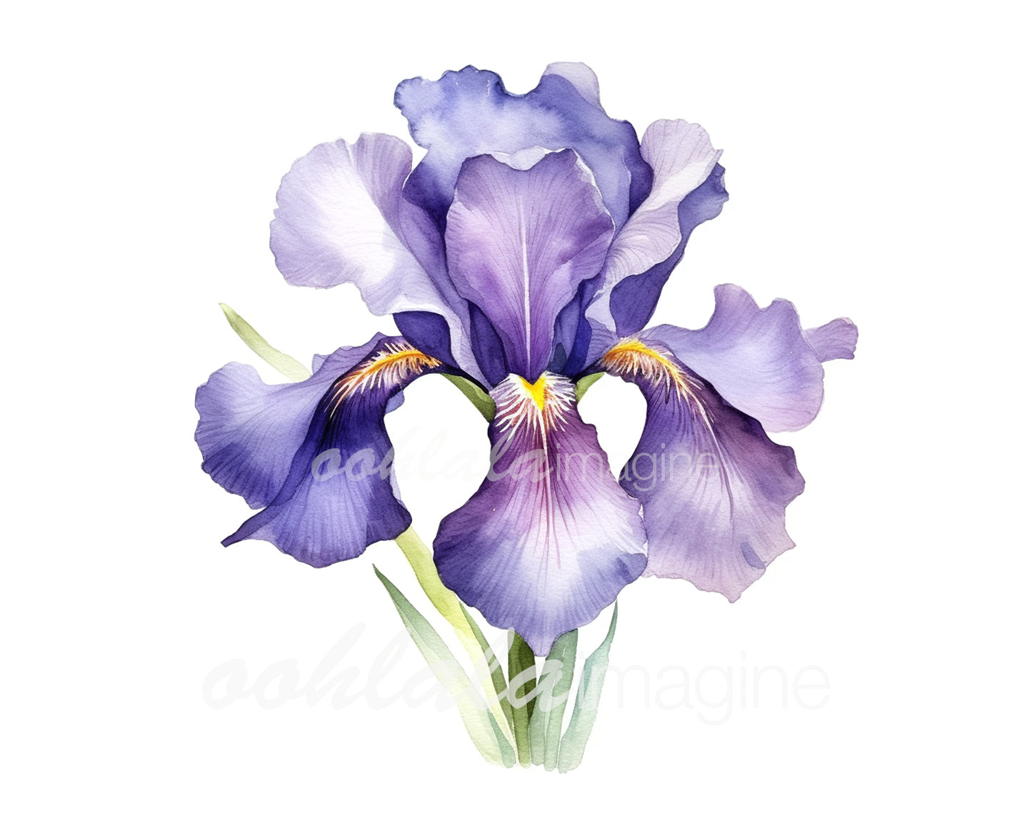 Irises Watercolor Digital Clip Art