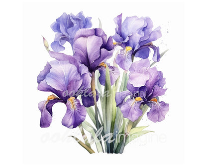 Irises Watercolor Digital Clip Art
