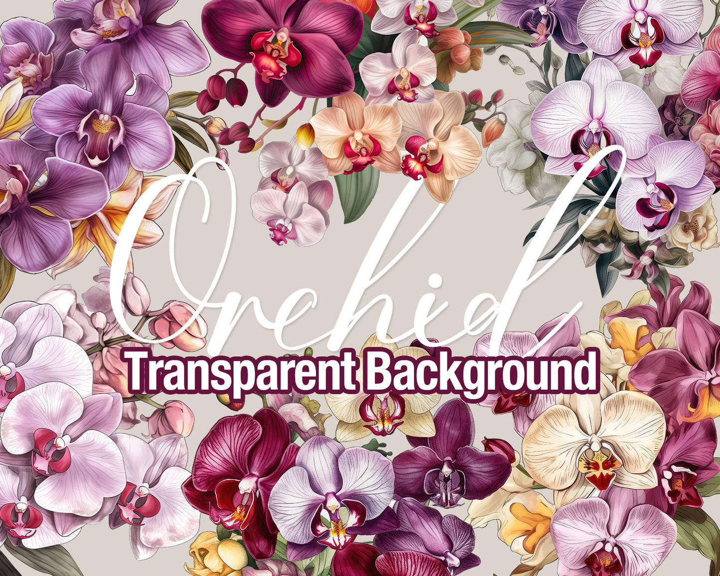 Orchid 6 Bouquets Transparent PNG