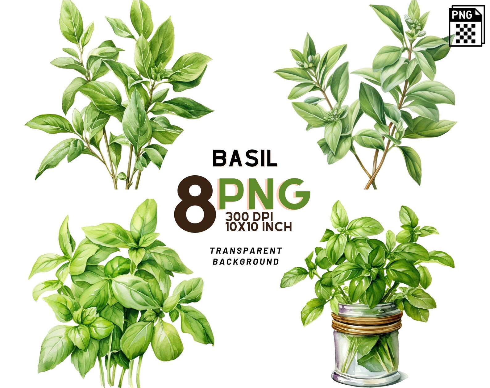 Watercolor Basil clipart – XY ELEMENT