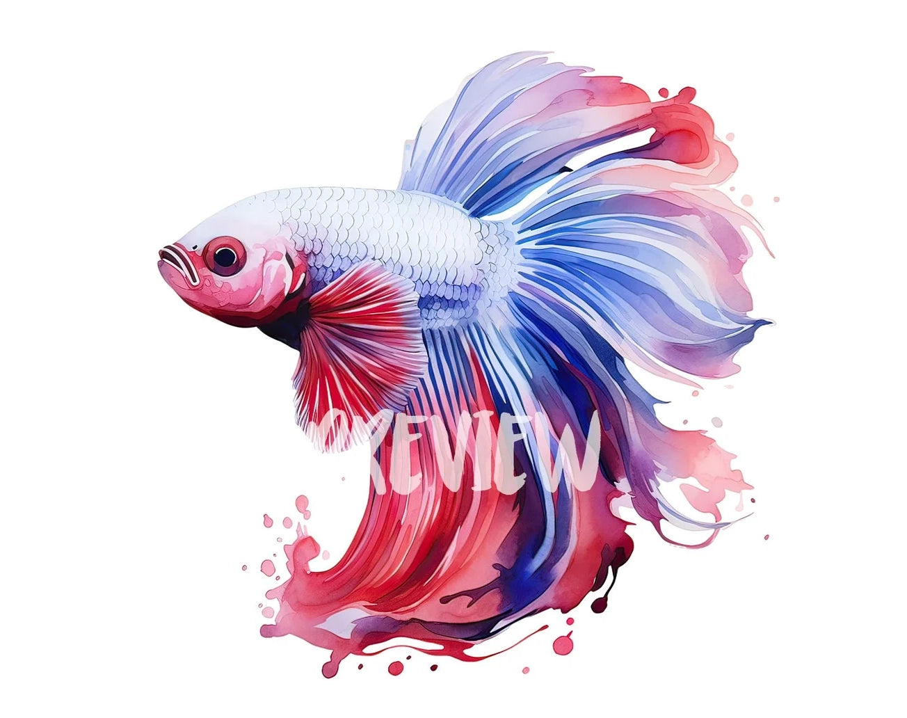 Watercolor Betta Fish Clipart