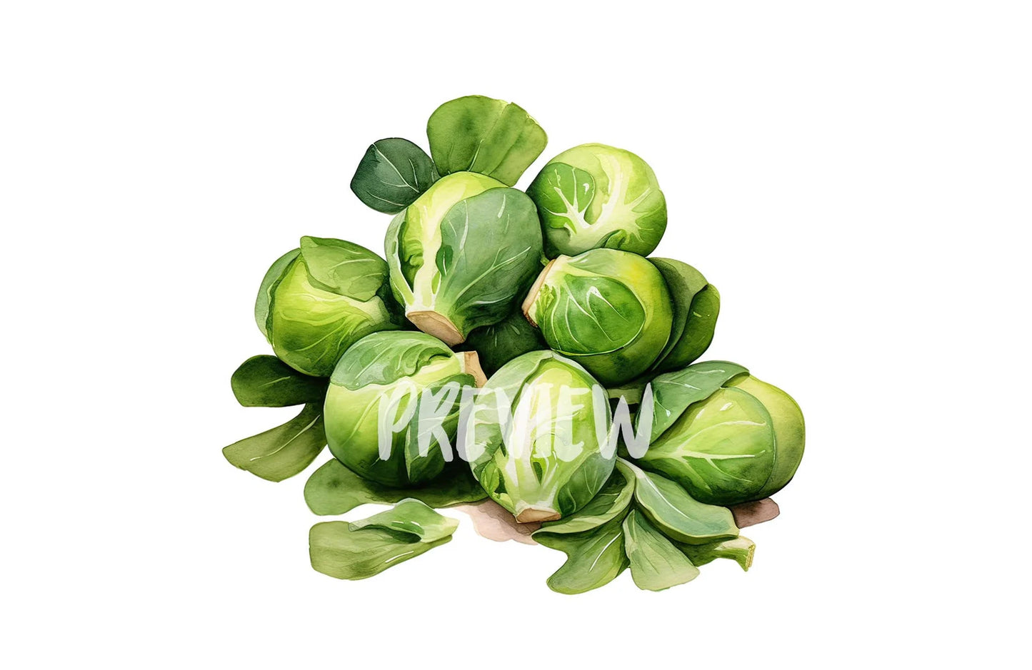 Watercolor Brussels Sprouts Clipart