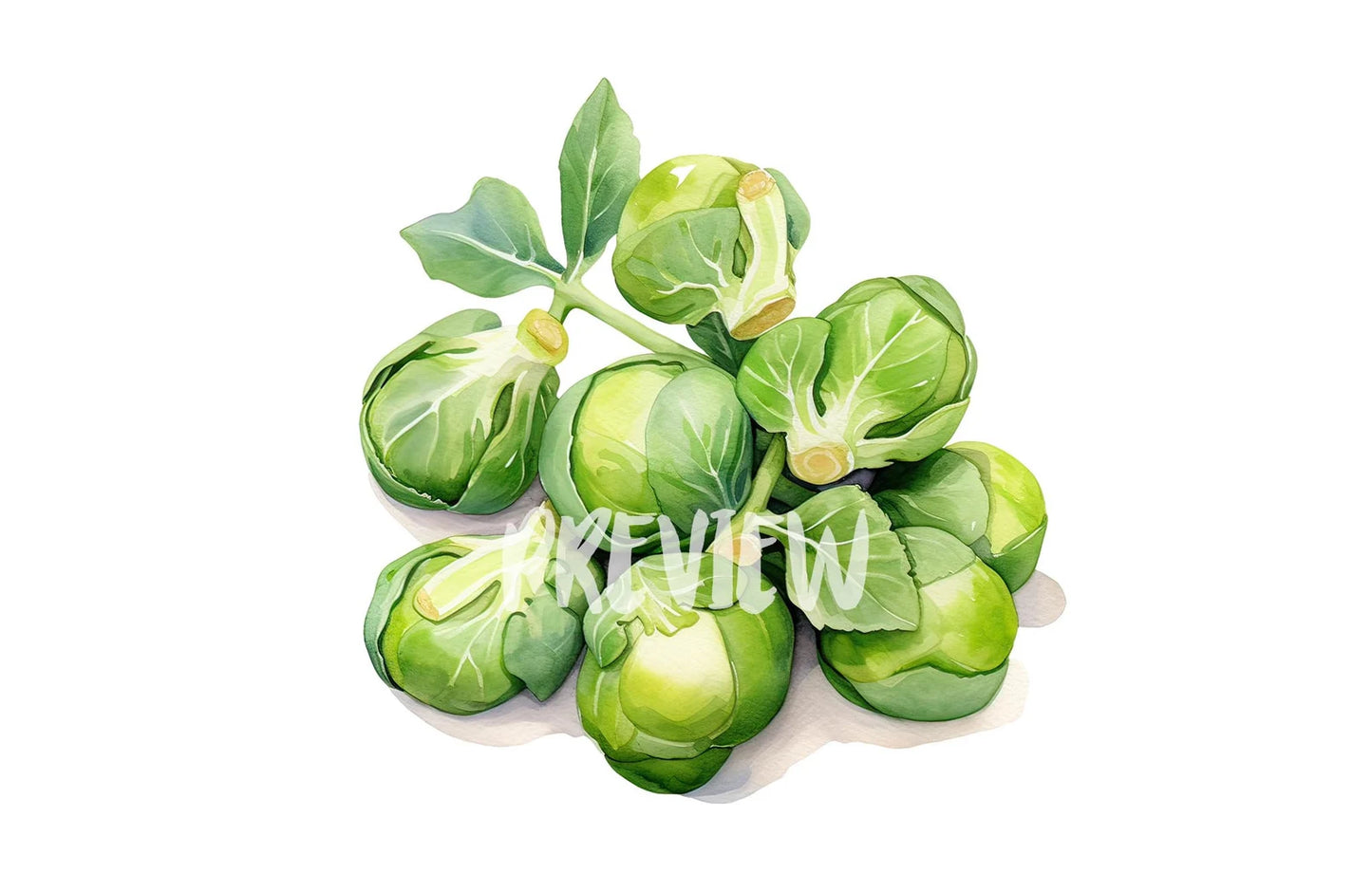 Watercolor Brussels Sprouts Clipart