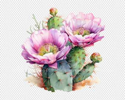 Desert Cactus Flowers Watercolor Clipart