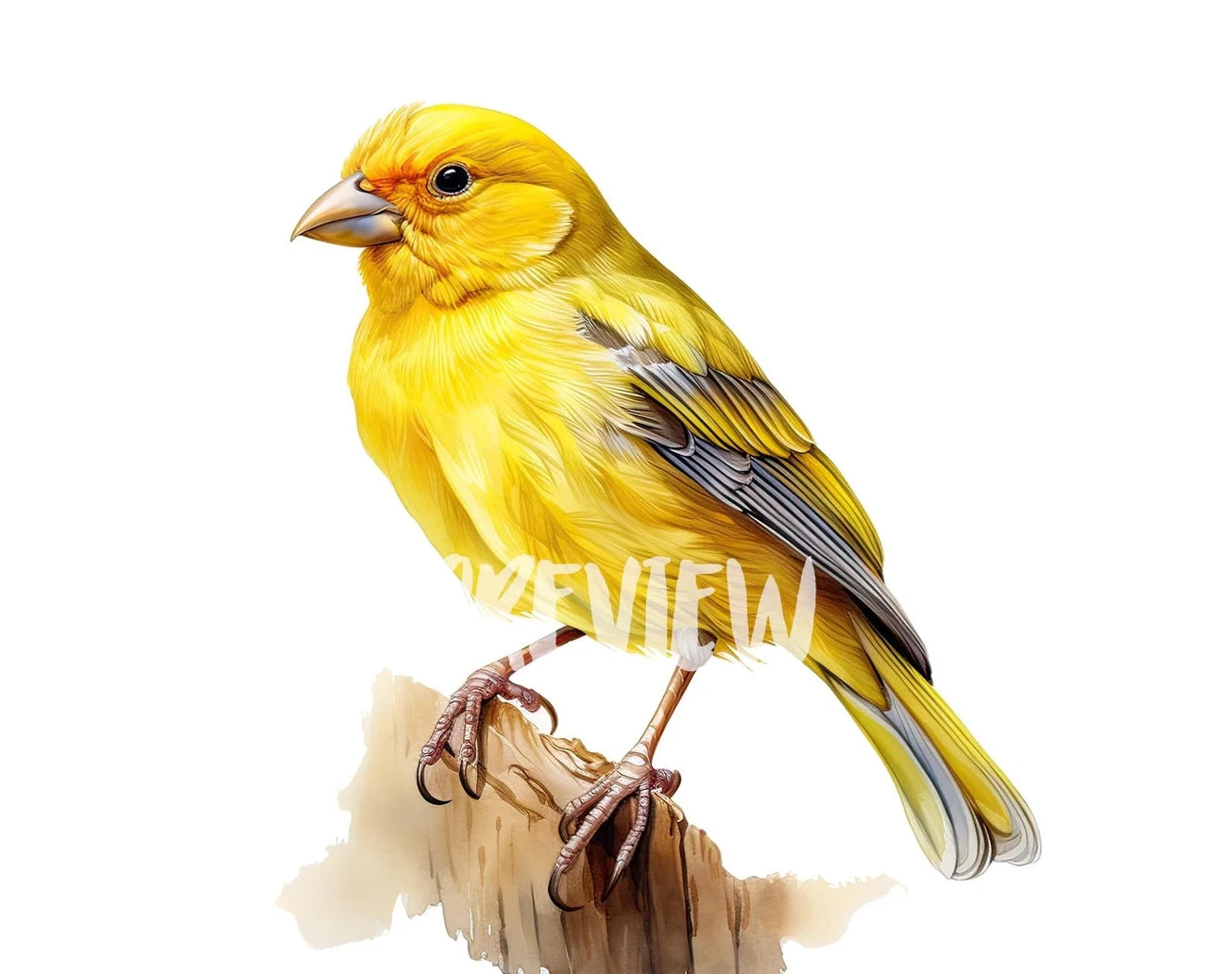 Watercolor Canary Clipart