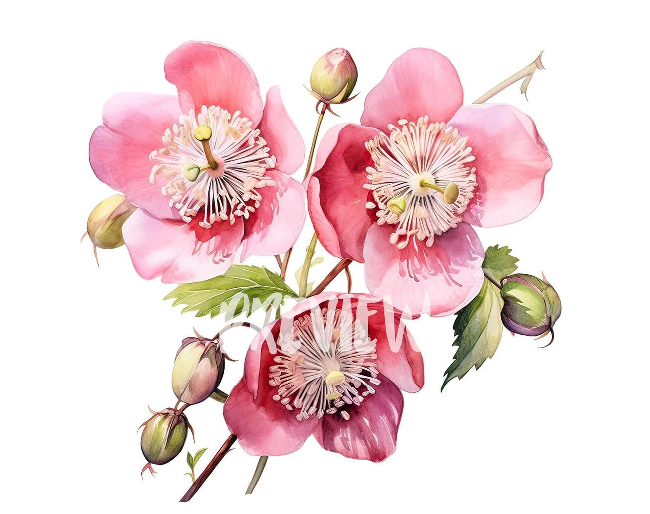 Botanical Cannonball Flowers Clipart