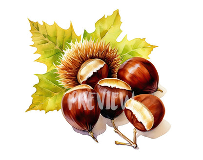 Watercolor Chestnut Clipart