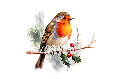 Watercolor Christmas Robin Bird clipart