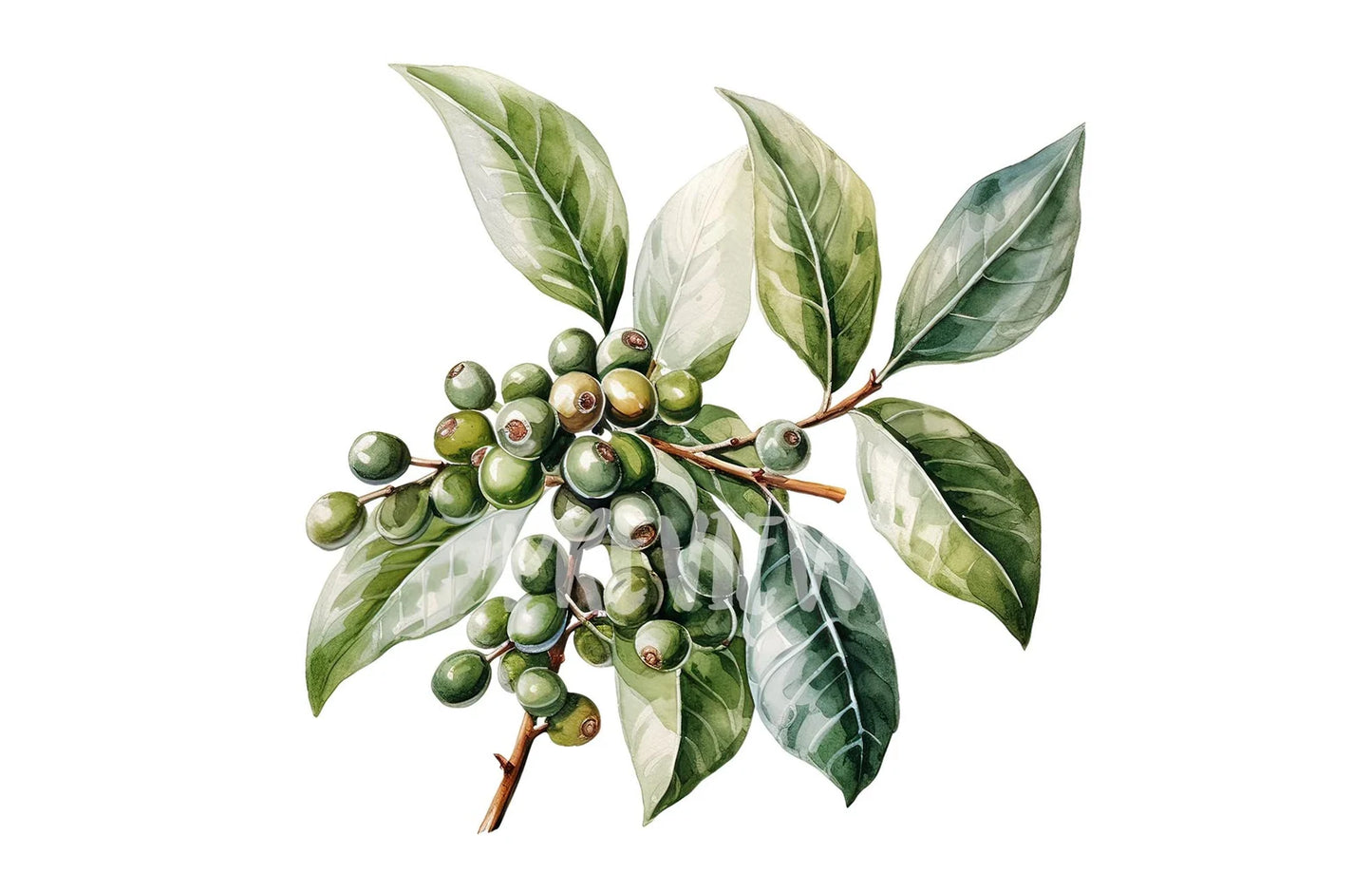 Watercolor Coffee Plant Clipart