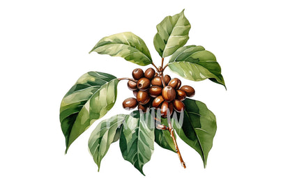 Watercolor Coffee Plant Clipart
