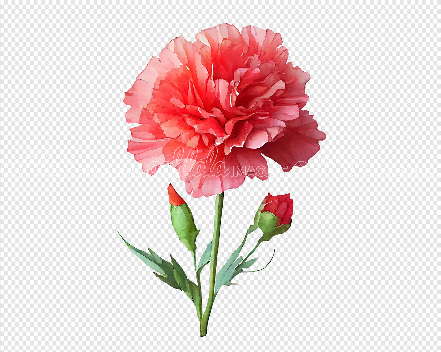 Carnation Flower Digital Watercolor PNG x 10