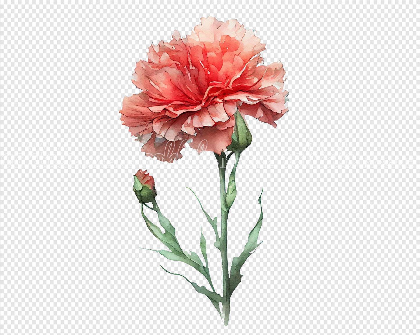Carnation Flower Digital Watercolor PNG x 10