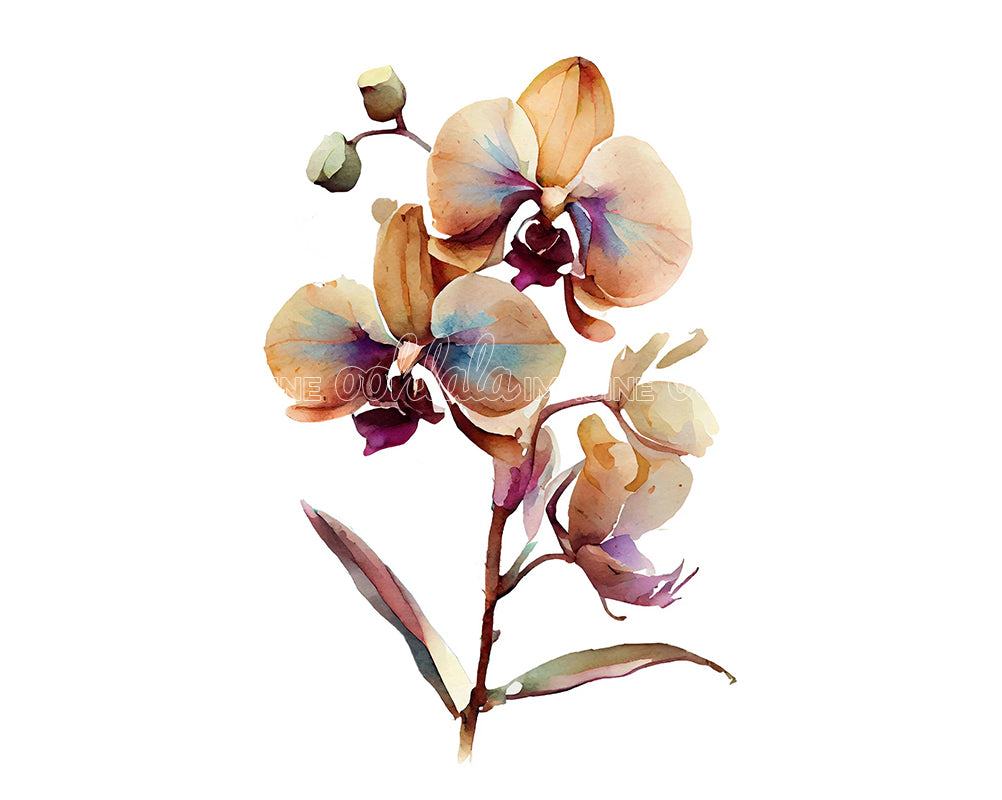Orchid Flower Digital Watercolor Clipart