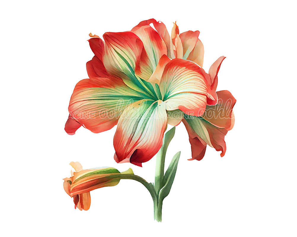Amaryllis Flower Digital Watercolor