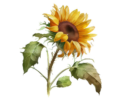 Beautiful Sunflower Flower Clipart