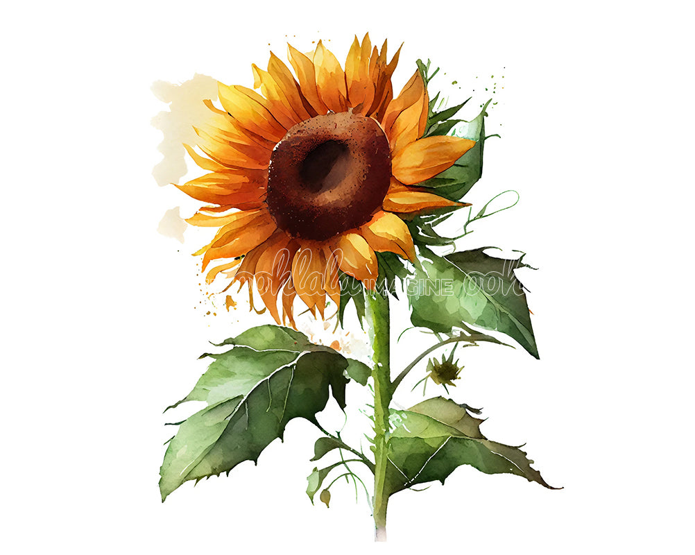 Beautiful Sunflower Flower Clipart