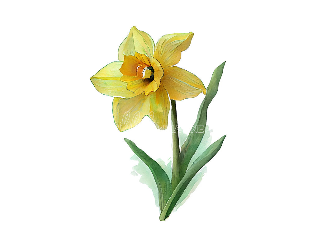 Daffodil Flower Digital Watercolor Clipar