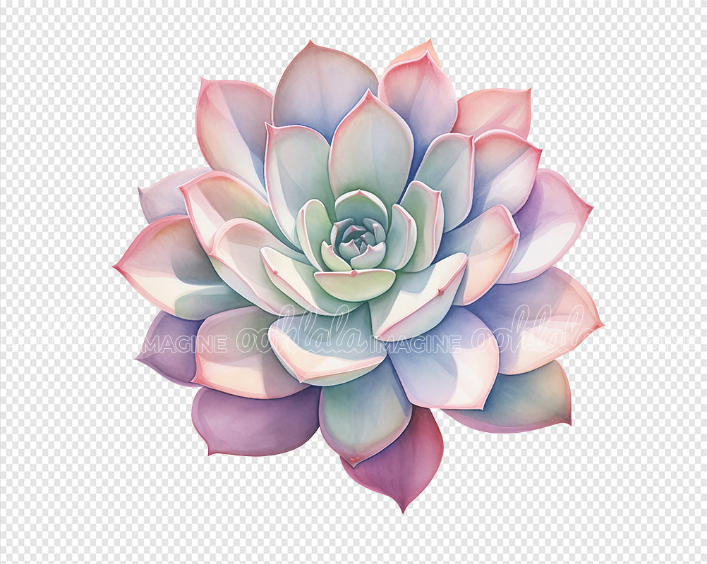 transparent succulent clipart Assorted Succulents Watercolor Clipart – XY ELEMENT