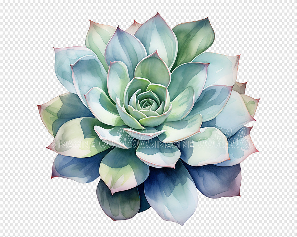watercolor succulent images Assorted Succulents Watercolor Clipart – XY ELEMENT