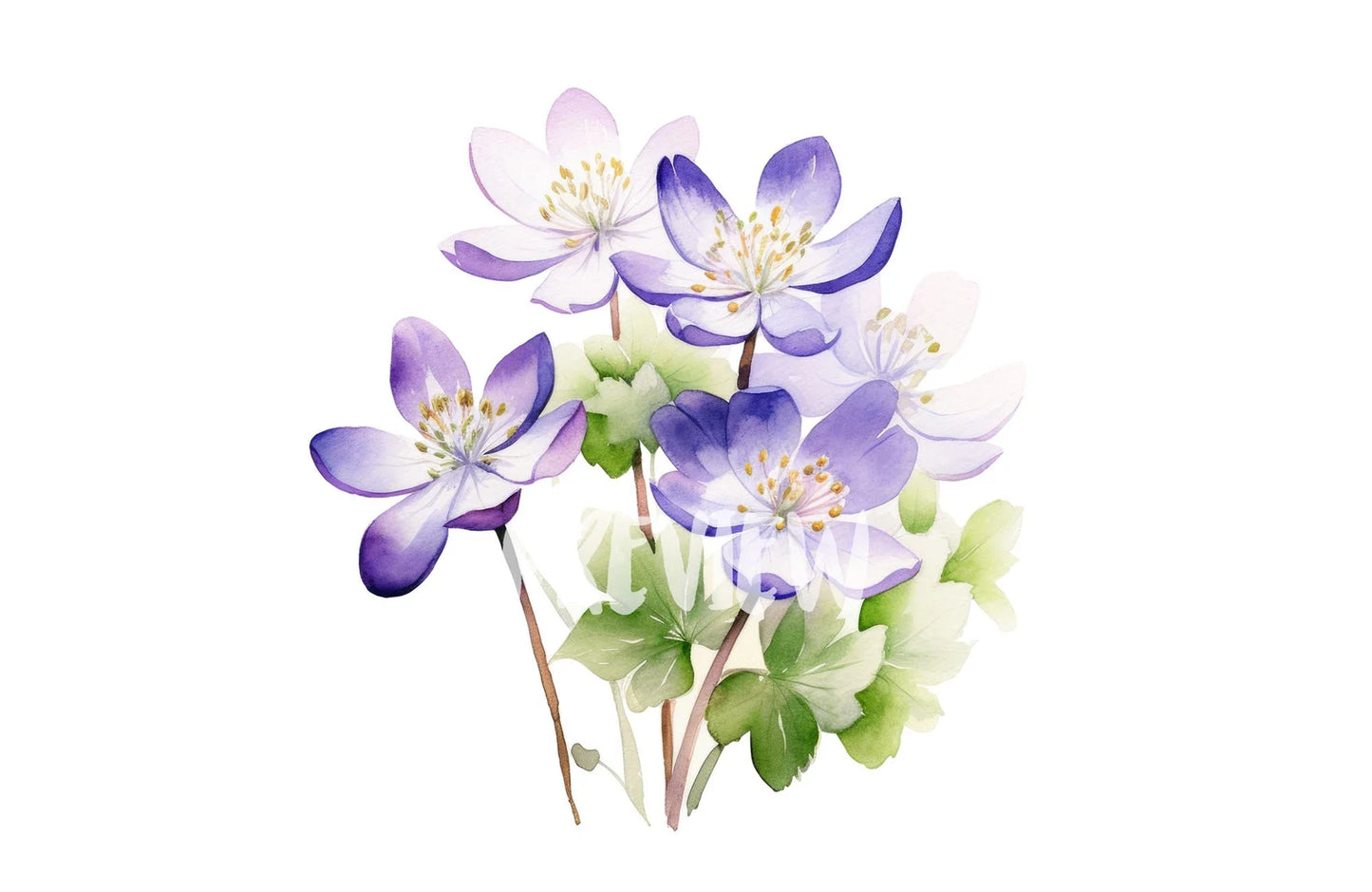 Watercolor Hepatica Clipart PNG