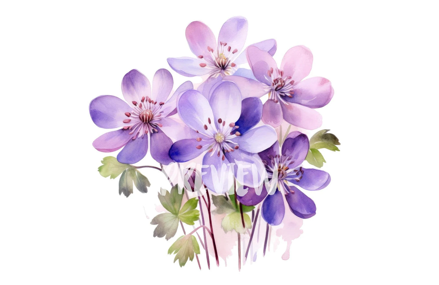 Watercolor Hepatica Clipart PNG