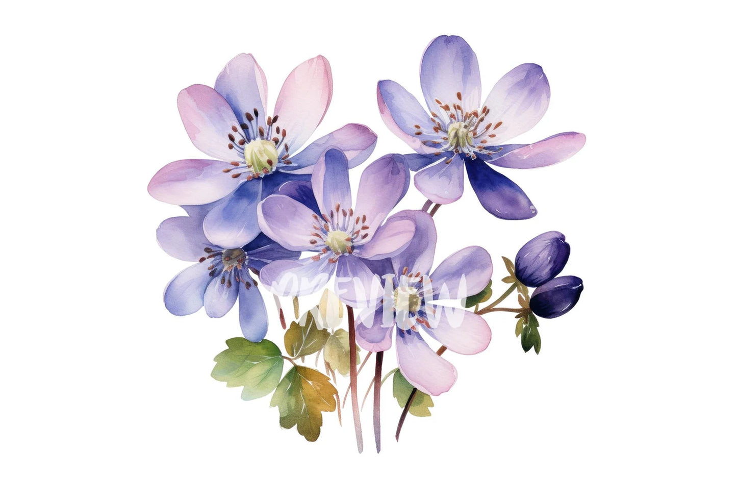 Watercolor Hepatica Clipart PNG