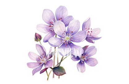 Watercolor Hepatica Clipart PNG