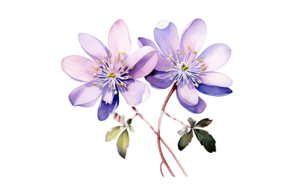 Watercolor Hepatica Clipart PNG