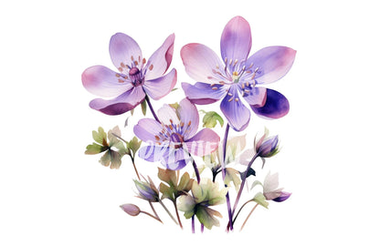 Watercolor Hepatica Clipart PNG