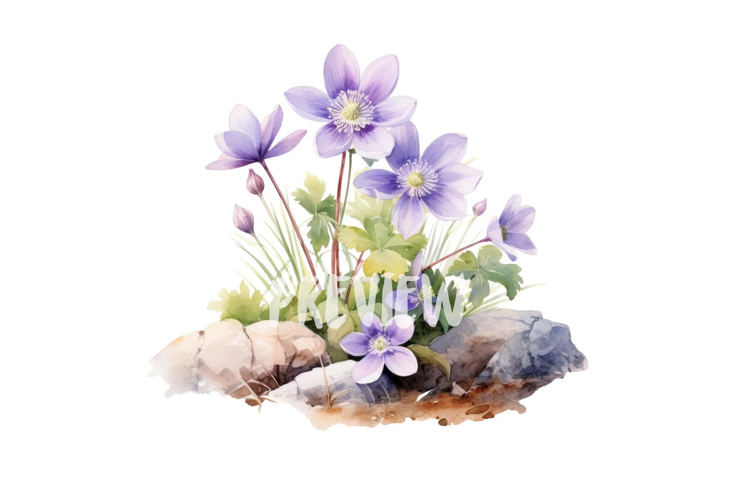 Watercolor Hepatica Clipart PNG