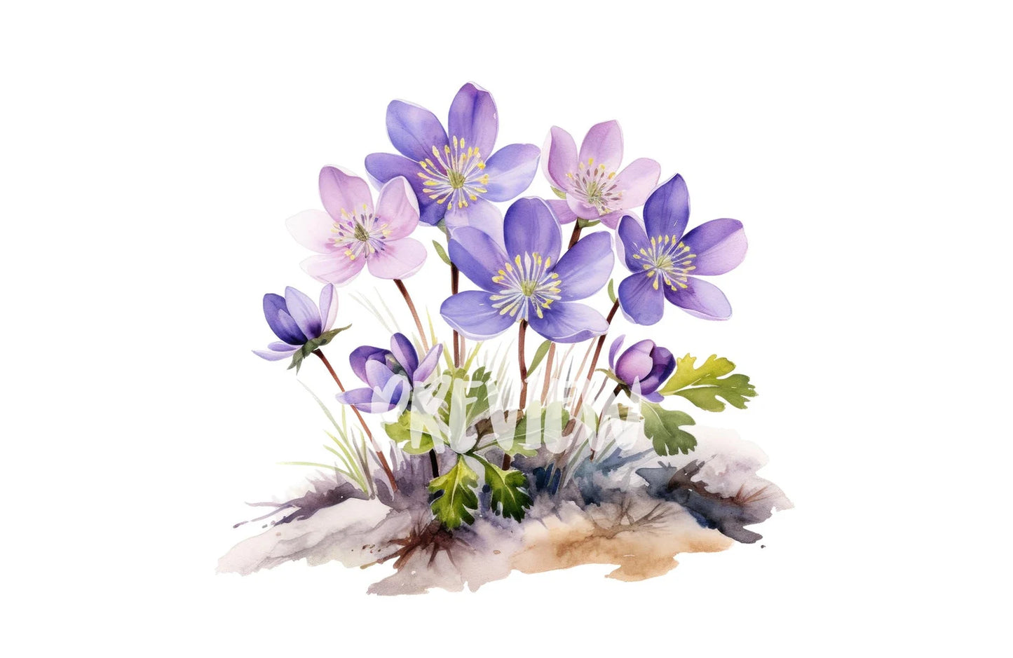 Watercolor Hepatica Clipart PNG