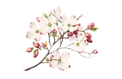 Watercolor Dogwood Clipart PNG