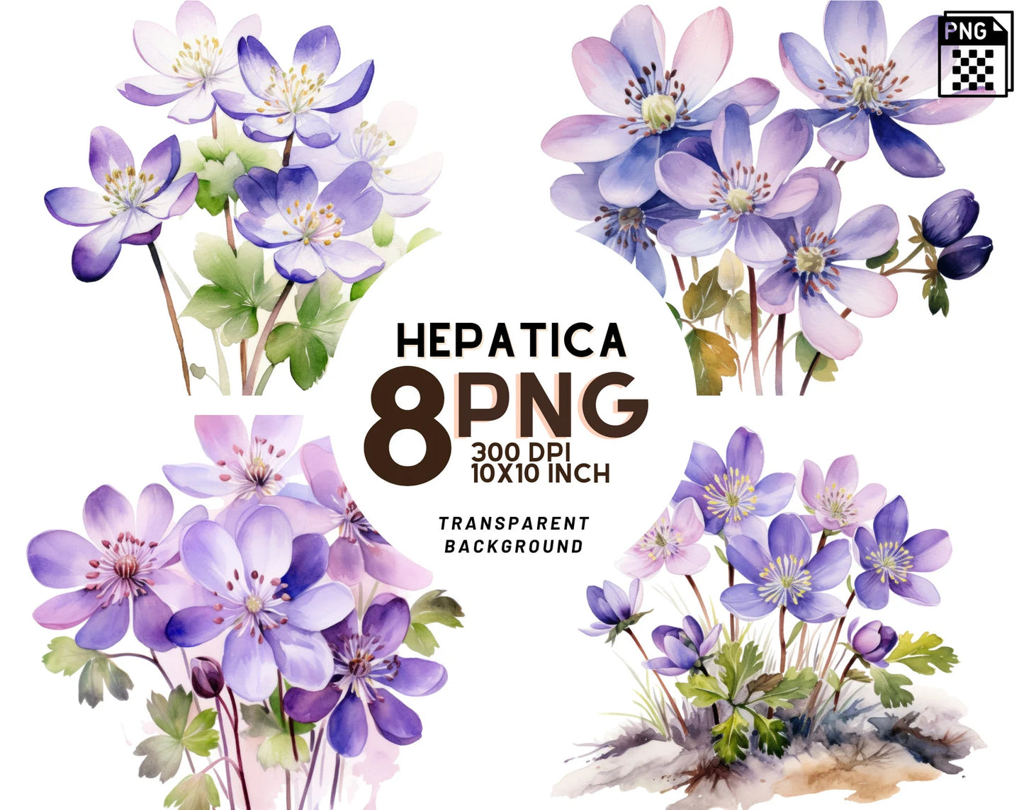 Watercolor Hepatica Clipart PNG