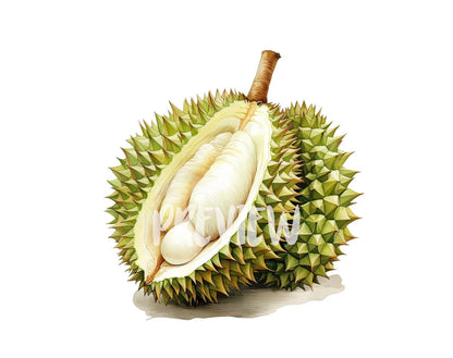 Watercolor Durian Clipart