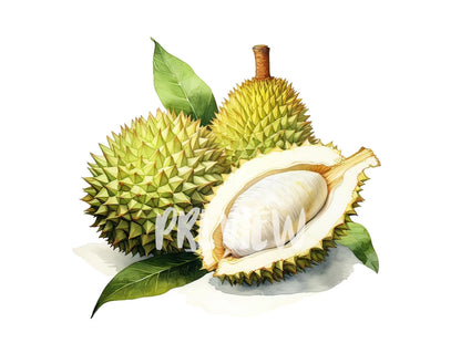 Watercolor Durian Clipart