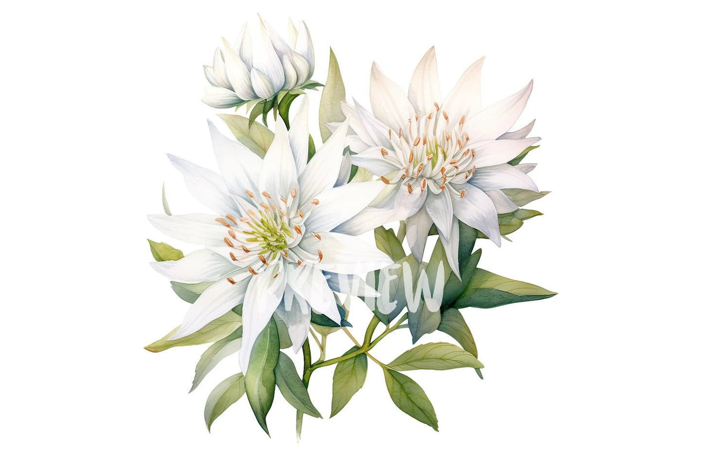 Watercolor Edelweiss Clipart