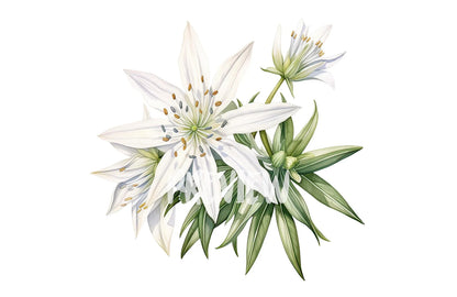 Watercolor Edelweiss Clipart