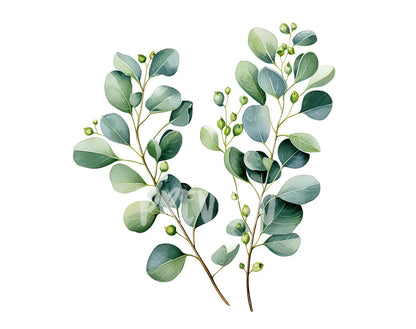 Watercolor Eucalyptus Clipart