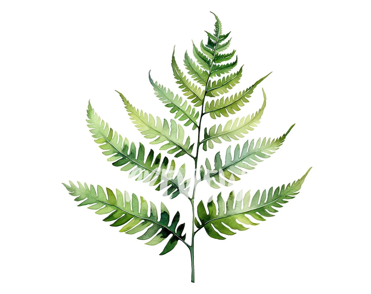 Watercolor Fern Leaves Clipart