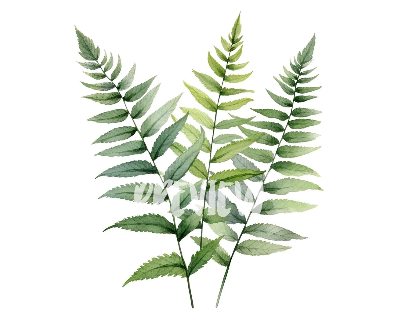 Watercolor Fern Leaves Clipart