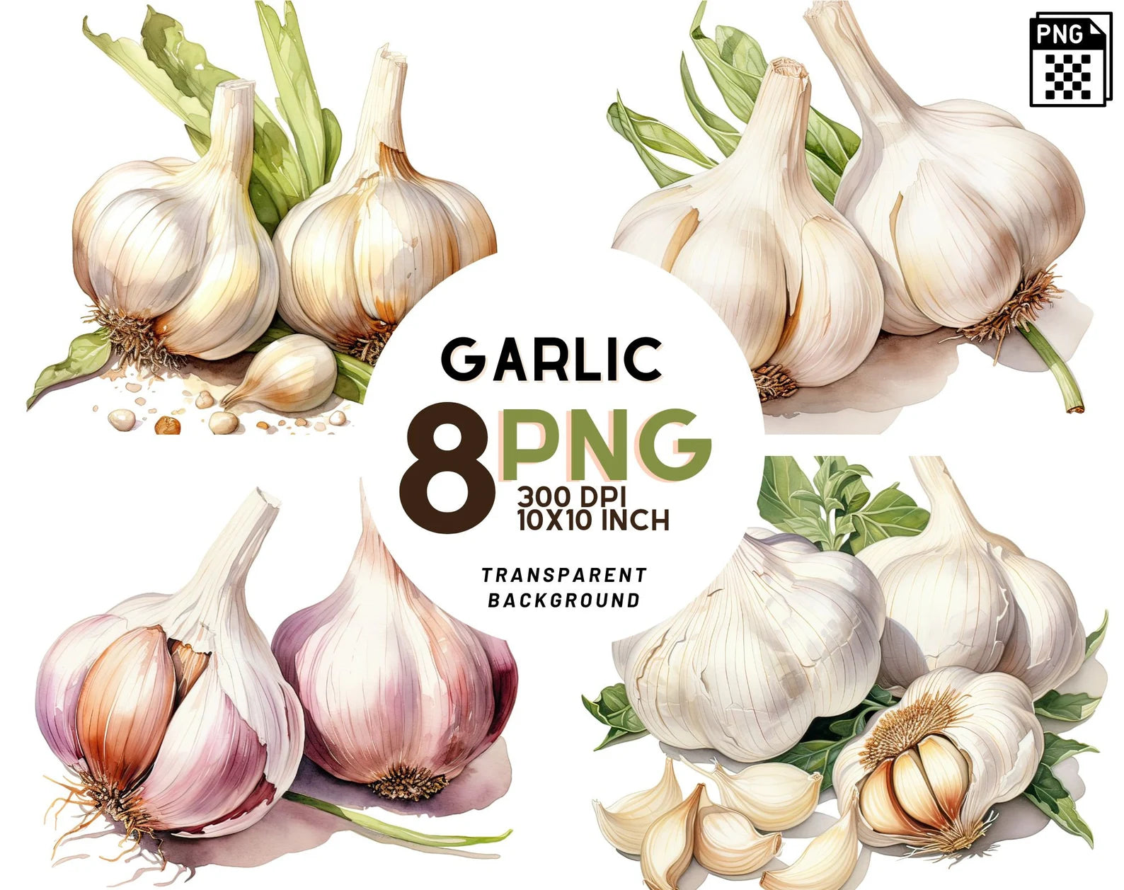 Watercolor Garlic Clipart – XY ELEMENT