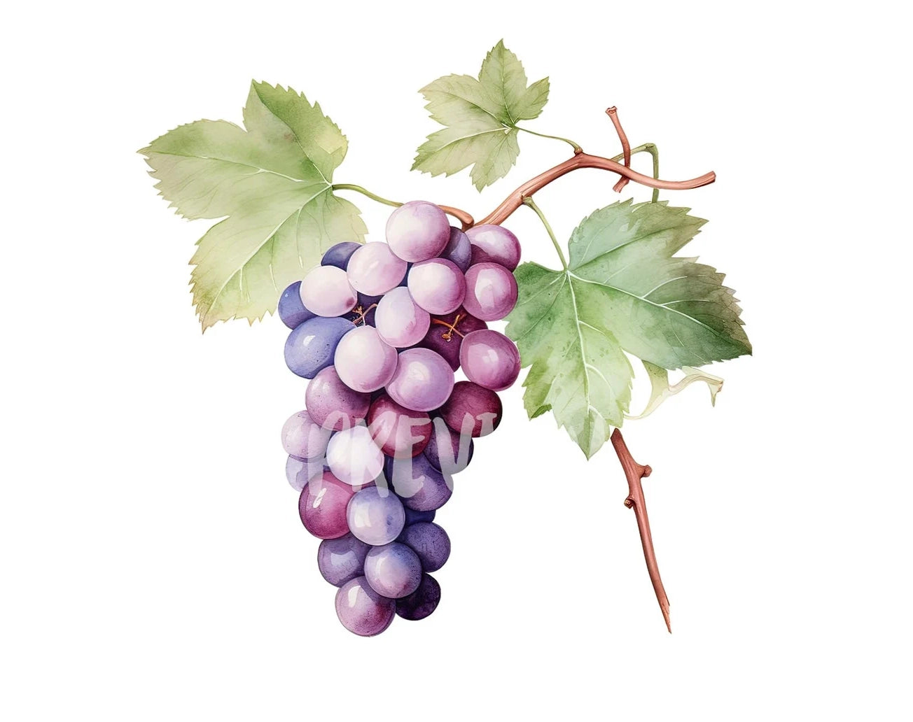 Watercolor Grapes Clipart