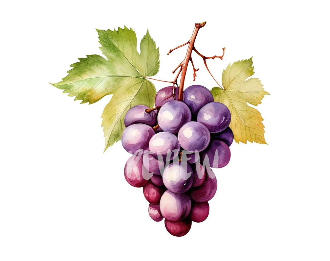 Watercolor Grapes Clipart