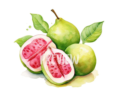 Watercolor Guava Clipart