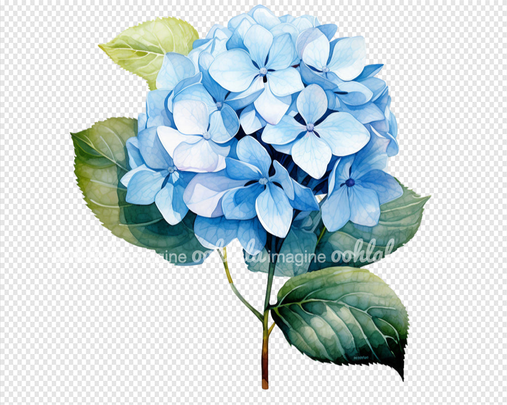 Watercolor Blue Hydrangea Clipart