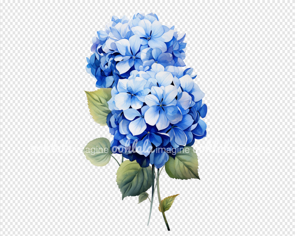 Watercolor Blue Hydrangea Clipart