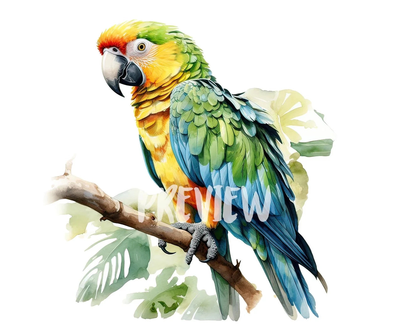Watercolor Parrot Clipart