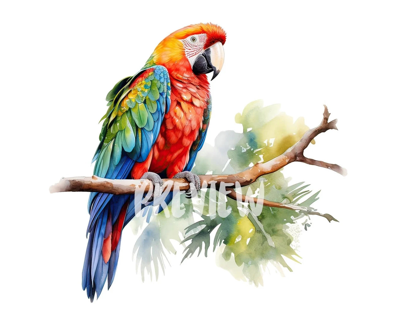 Watercolor Parrot Clipart