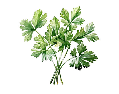 Watercolor Parsley clipart
